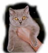 POLLY_19
