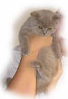 POLLY_4