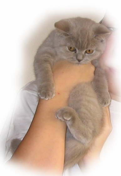 POLLY_4