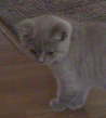 polly_2