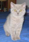 polly_8